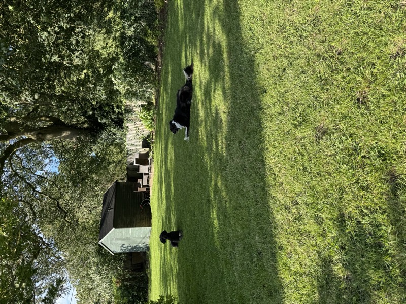 Dogs relaxing in the garden on a house sit