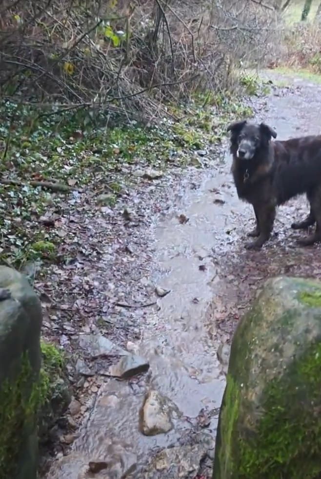 Bernie, an old black dog, on a muddy path