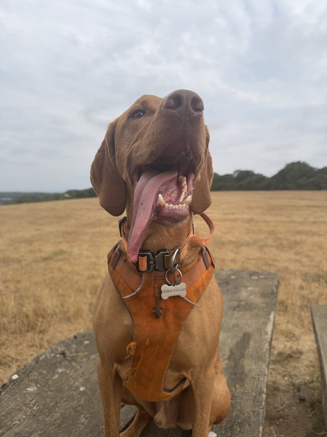 Chewie, a vizsla, sitting on a log in a stubble field waiting for a ball to be thrown