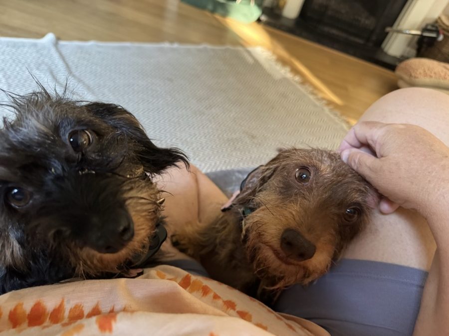 Hippo and Tiggy, two wire-haired dachshunds, on Michelle's lap