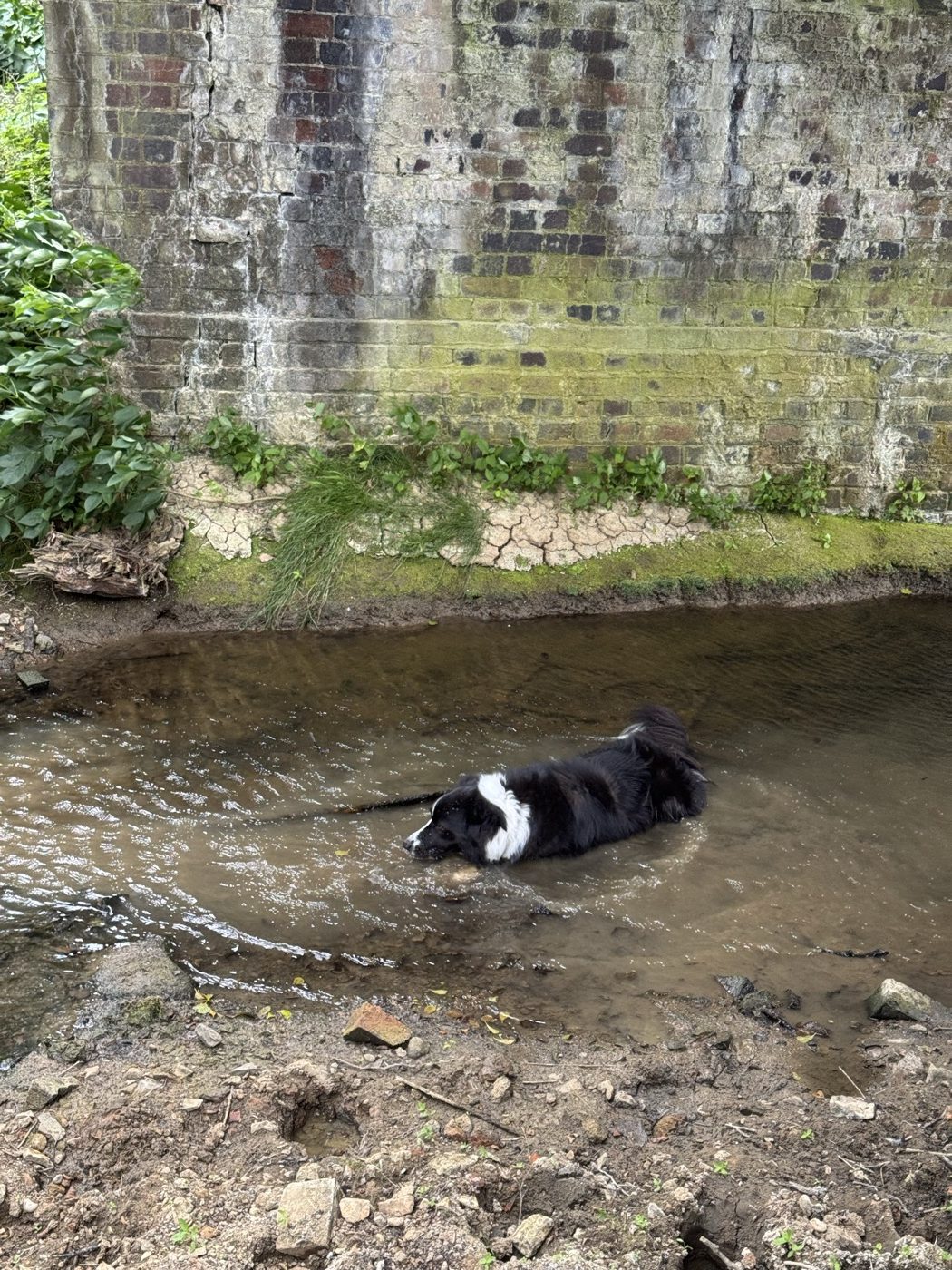 Indie, a border collie, wading in a stream under a brick bridge