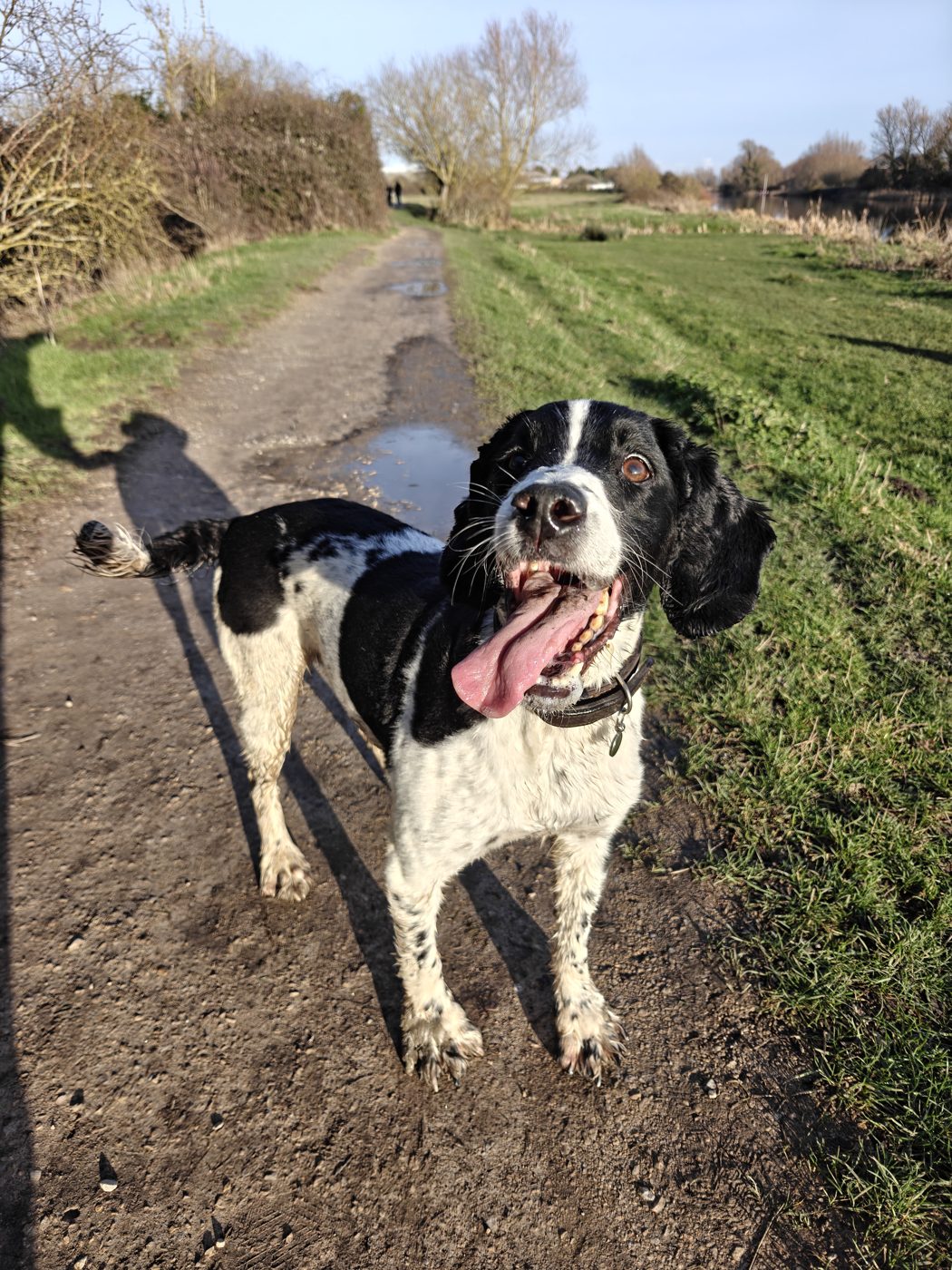 Jackson, a black and white springer, tongue out on the canal towpath