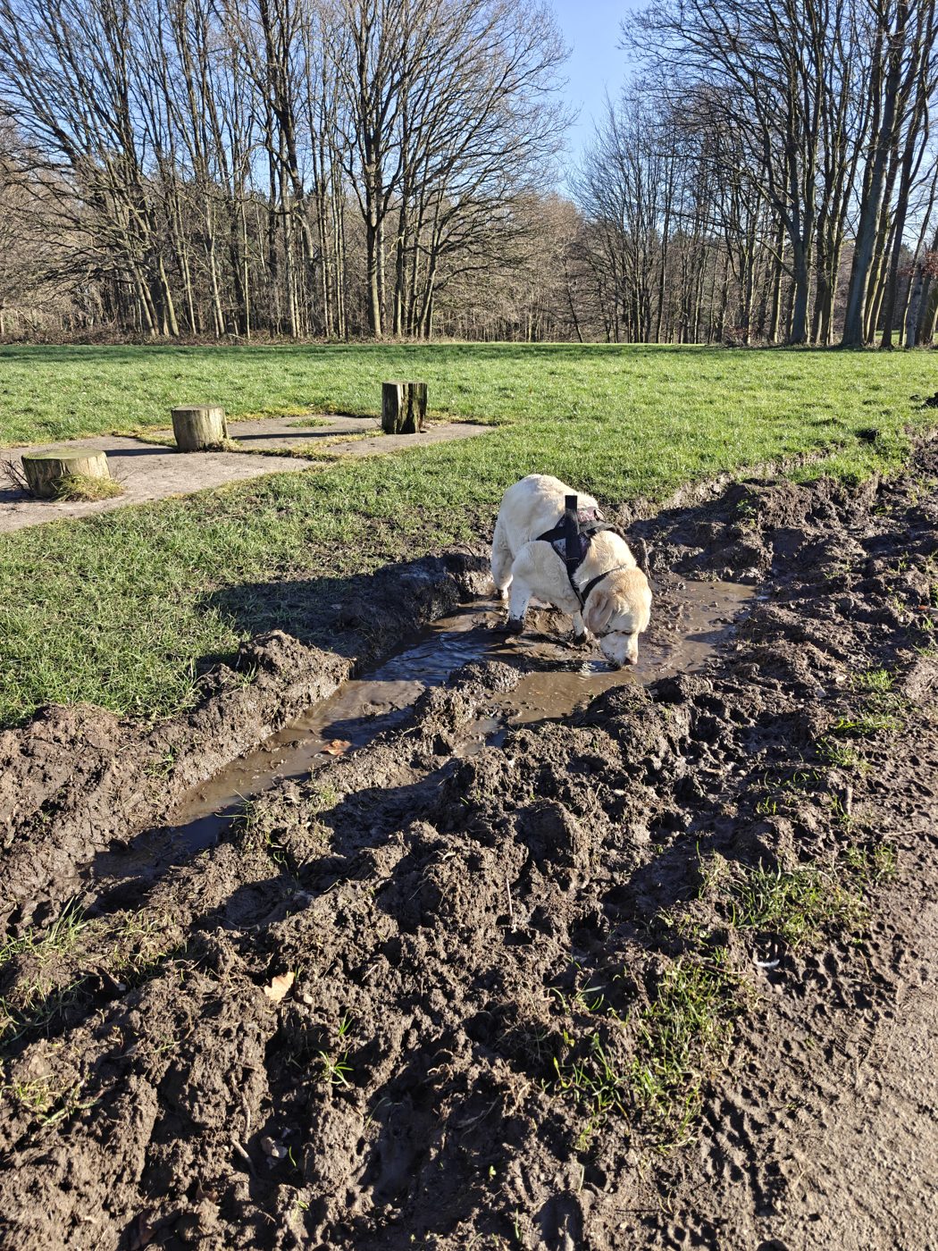 Thomas, a yellow Labrador, standing in a mud puddle beside a path