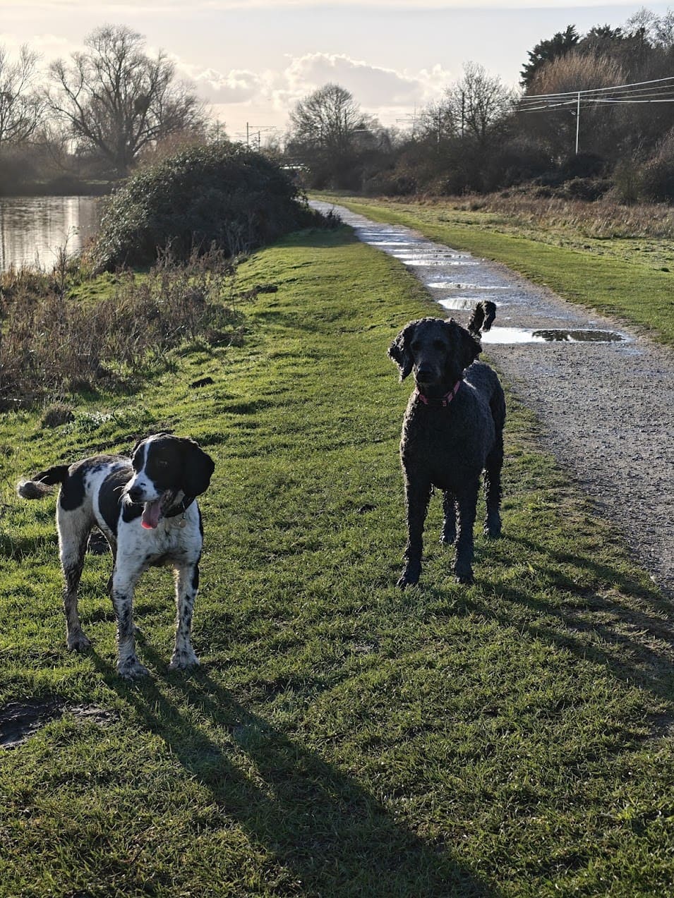Walking the dogs along the canal near Ely