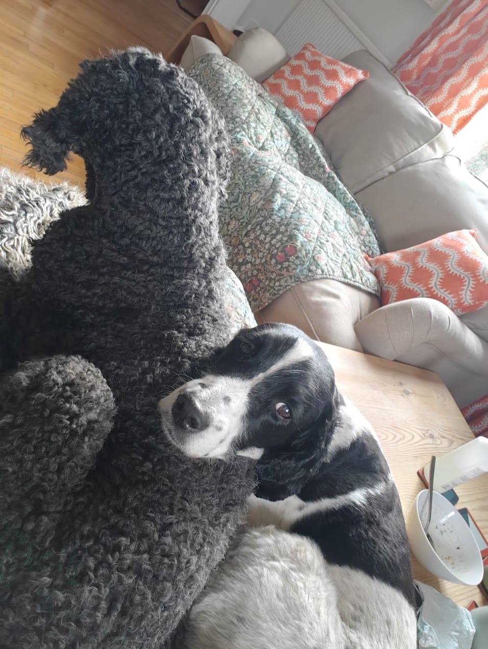 Jackson and Coco cuddled up together