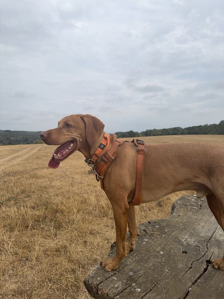 Chewie the vizsla standing on a log in a stubble field