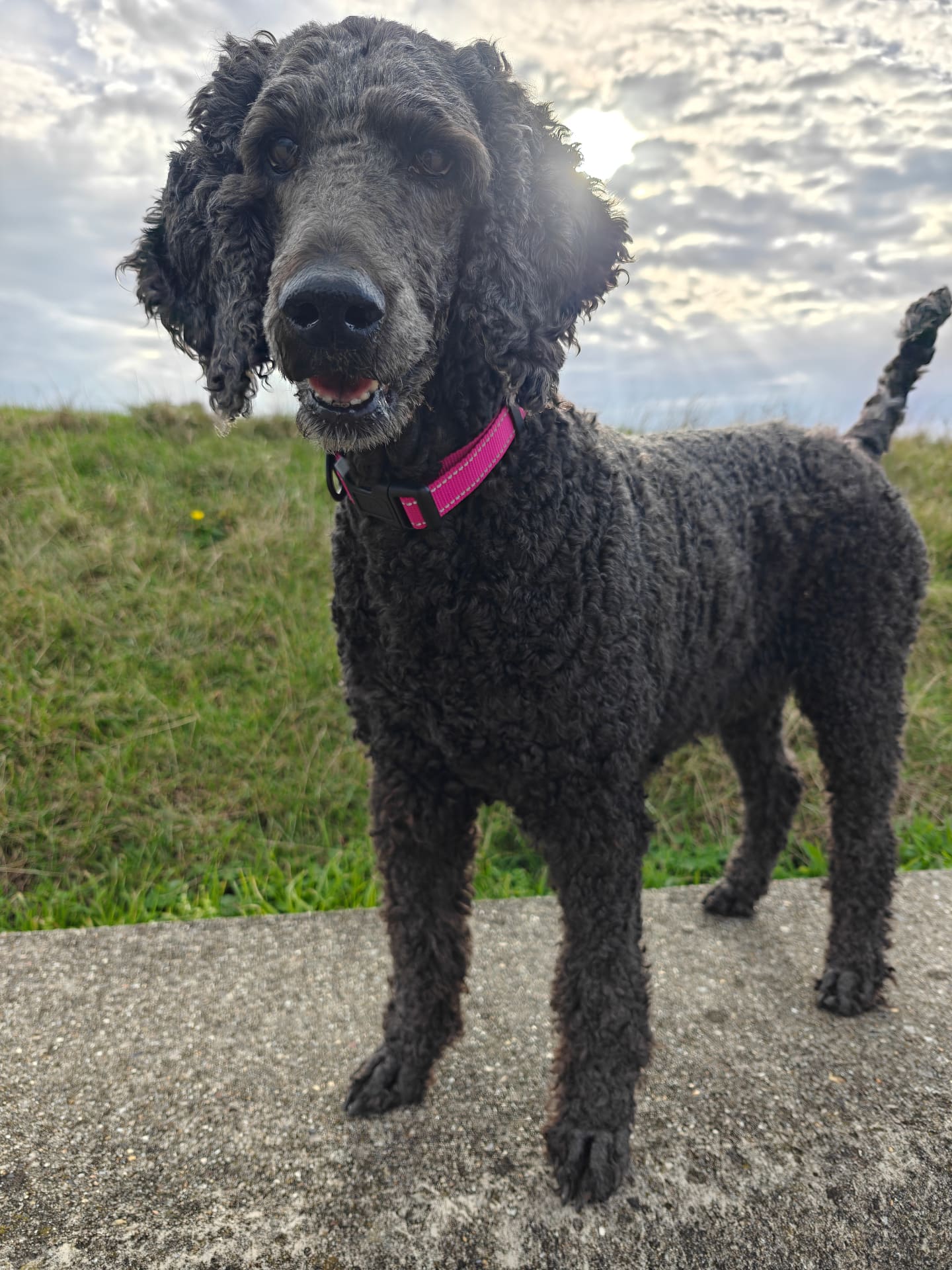 Coco the black standard poodle