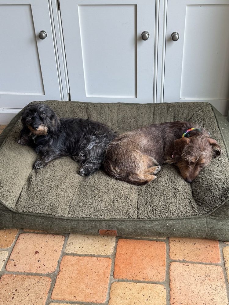 Hippo and Tiggy lying together in their bed