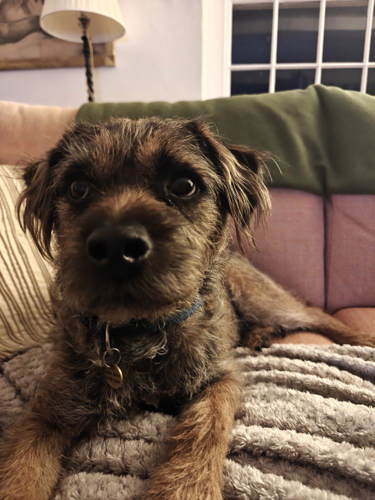Finn the border terrier