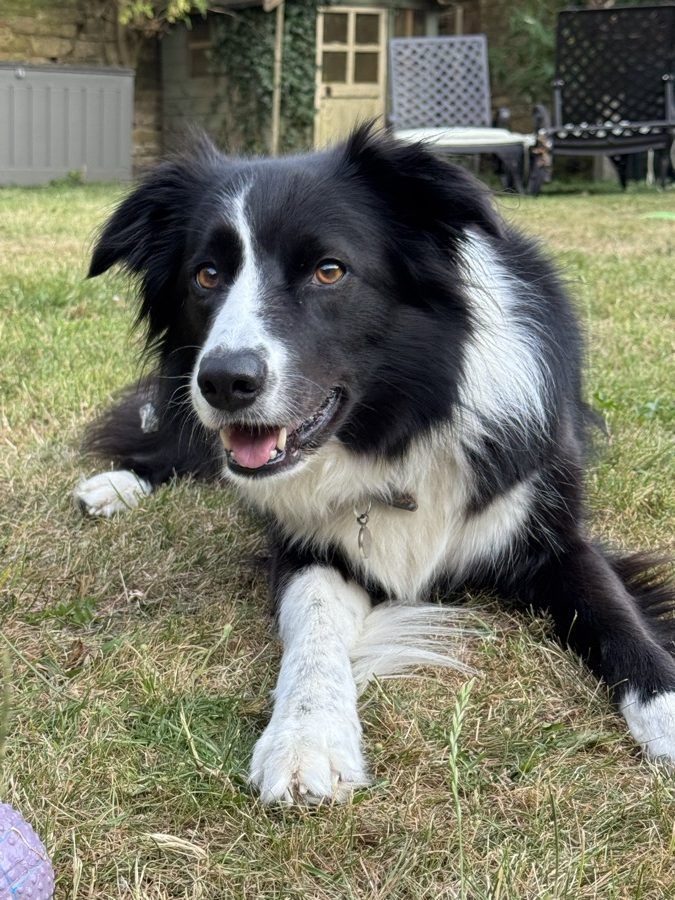 Indie the collie lying on the lawn