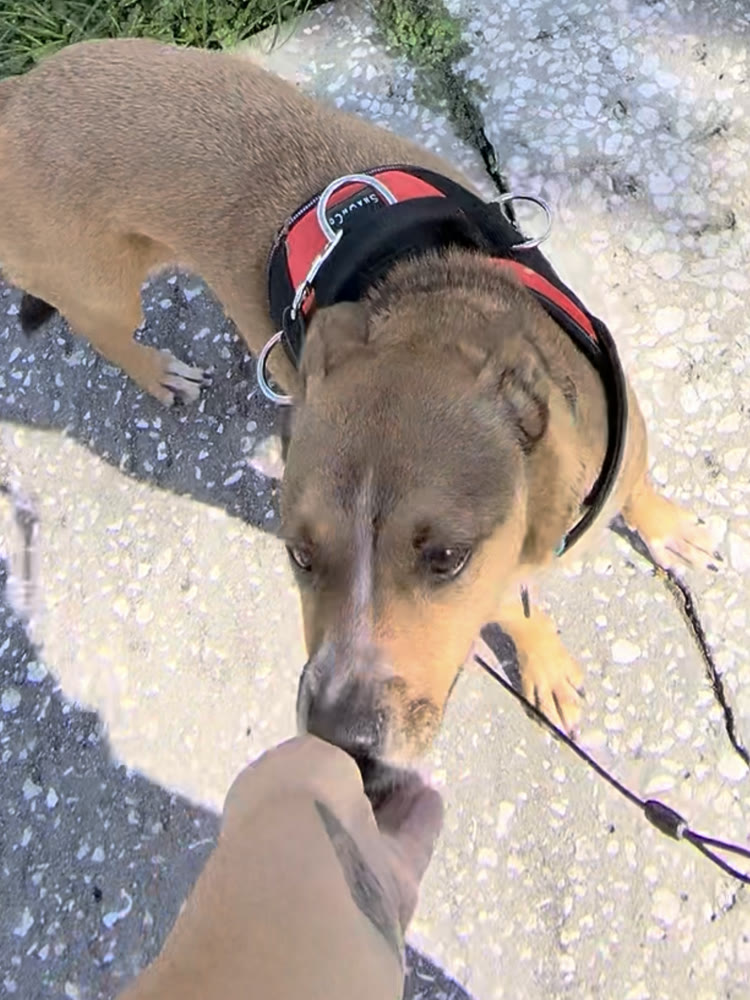 Raina in her red harness taking a treat on a walk