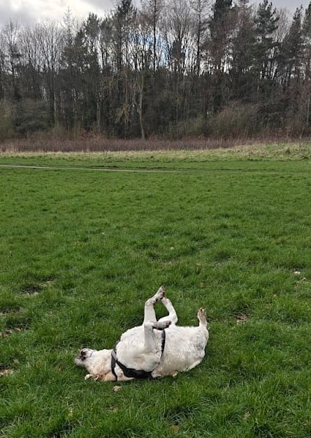 Coco rolling in the grass in the park